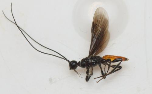 Doryctes leucogaster